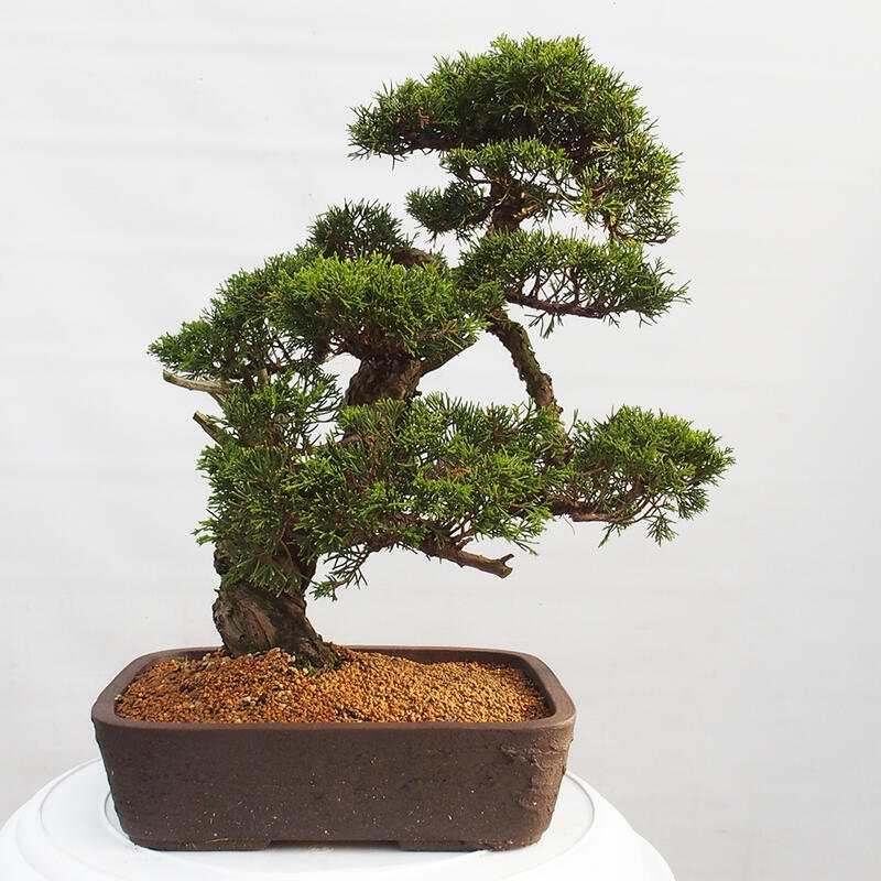 Outdoor bonsai - Juniperus chinensis Itoigawa - Jałowiec chiński