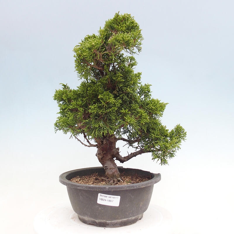 Outdoor bonsai - Juniperus chinensis Itoigawa - Jałowiec chiński