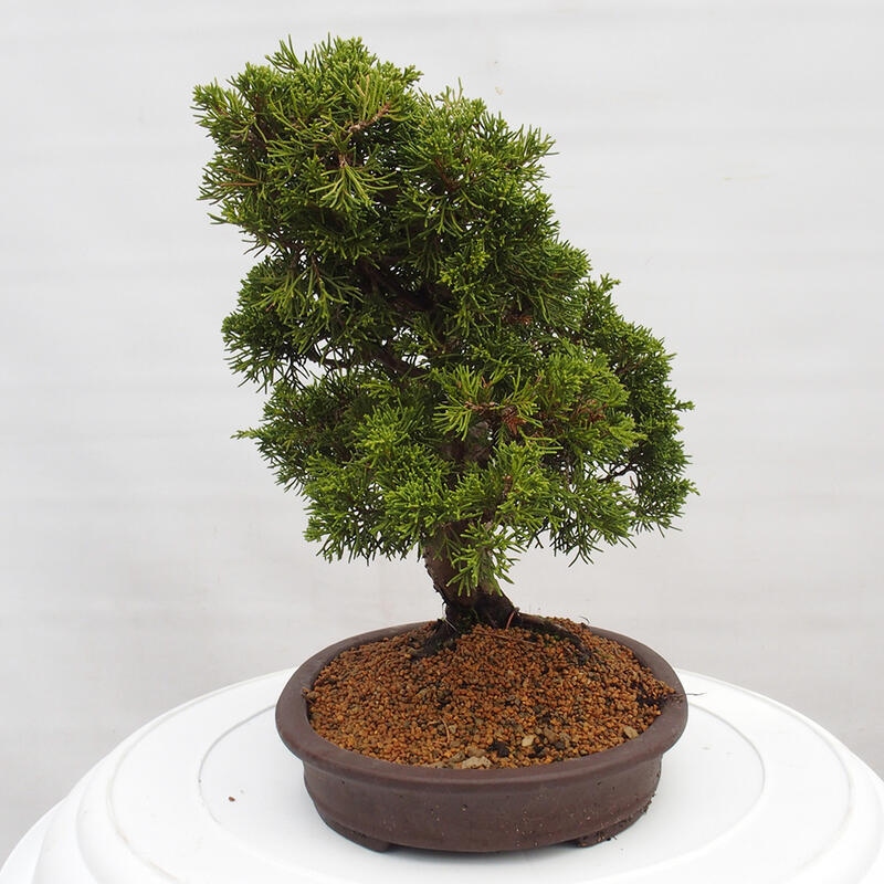 Outdoor bonsai - Juniperus chinensis Itoigawa - Jałowiec chiński