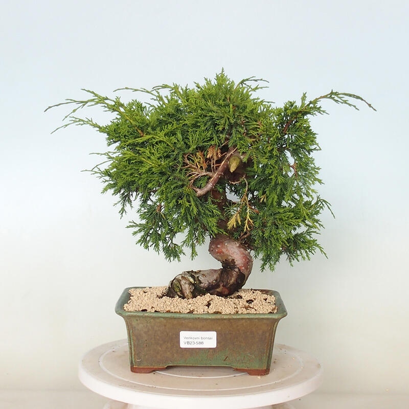 Outdoor bonsai - Juniperus chinensis Itoigawa - Jałowiec chiński