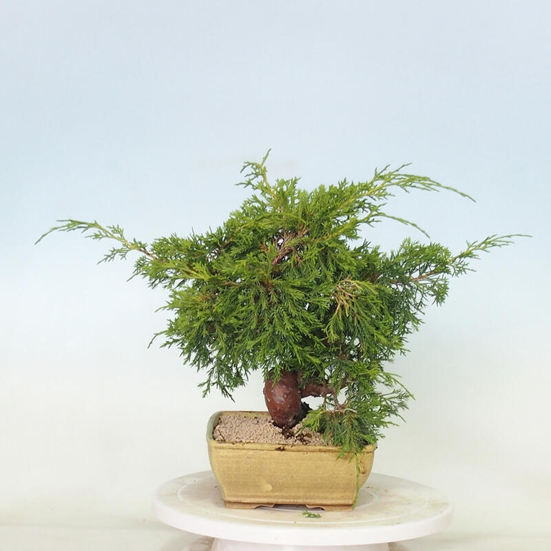 Outdoor bonsai - Juniperus chinensis Itoigawa - Jałowiec chiński