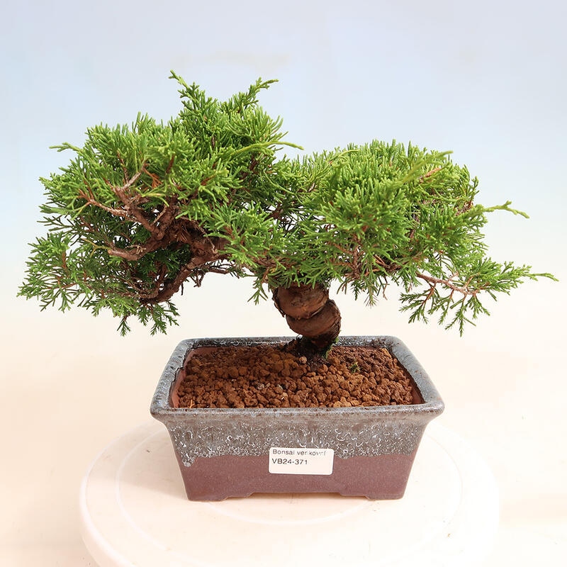 Outdoor bonsai - Juniperus chinensis Itoigawa - Jałowiec chiński