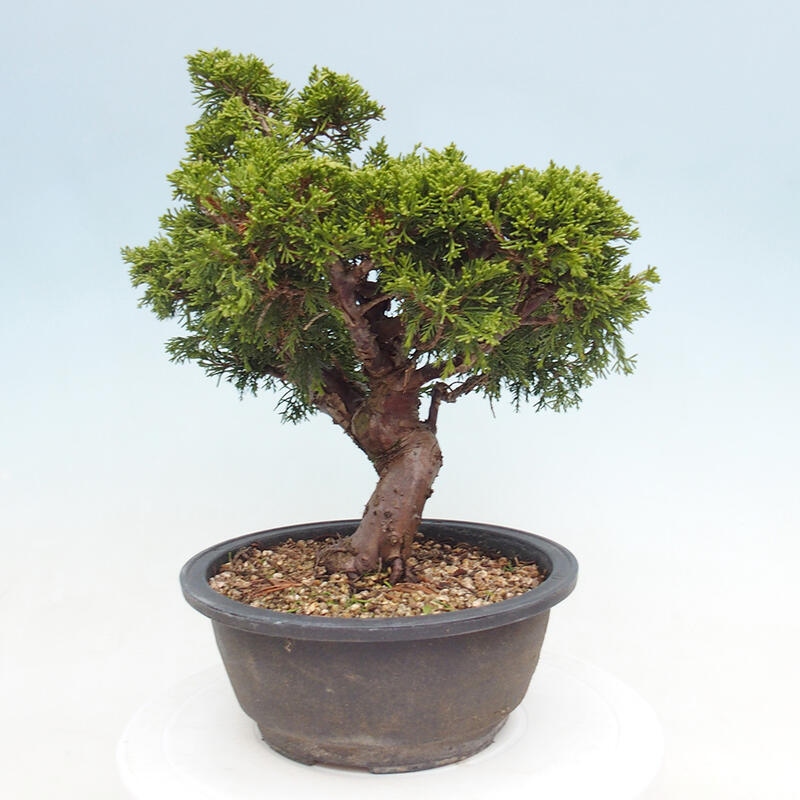 Outdoor bonsai - Juniperus chinensis Itoigawa - Jałowiec chiński