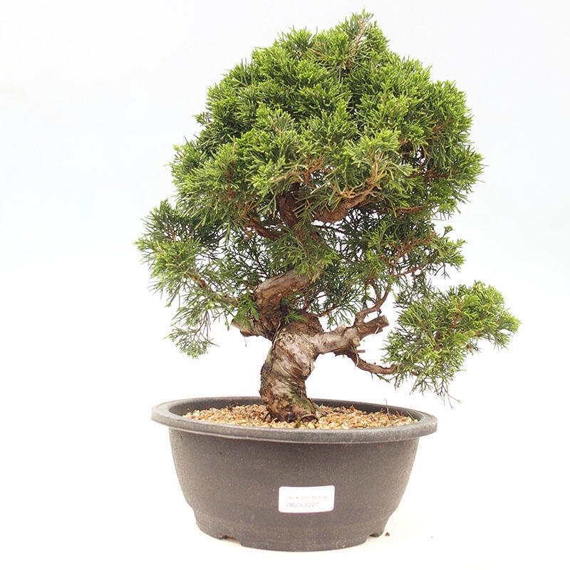 Outdoor bonsai - Juniperus chinensis Itoigawa-jałowiec chiński