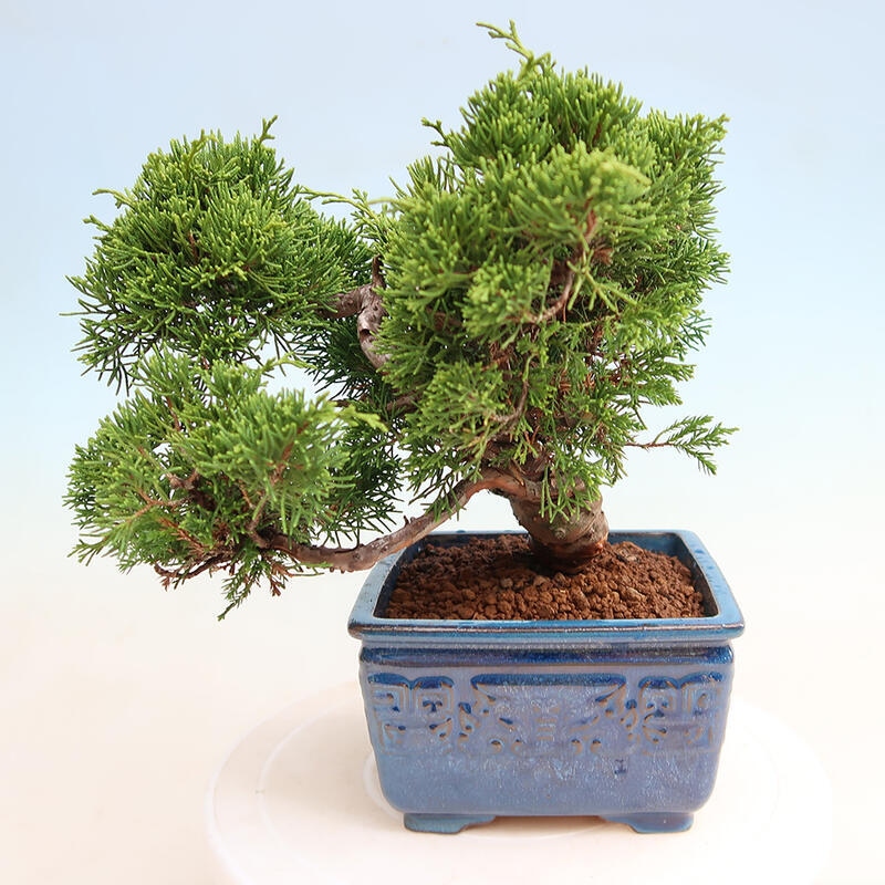 Outdoor bonsai - Juniperus chinensis Itoigawa - Jałowiec chiński