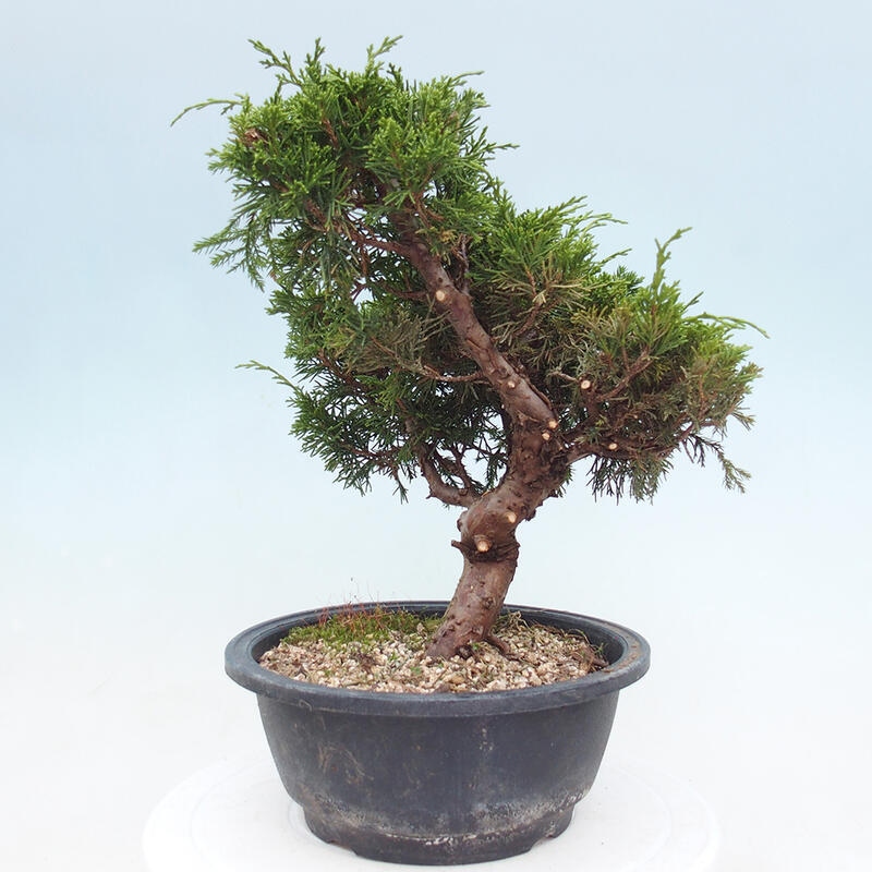 Outdoor bonsai - Juniperus chinensis Itoigawa - Jałowiec chiński