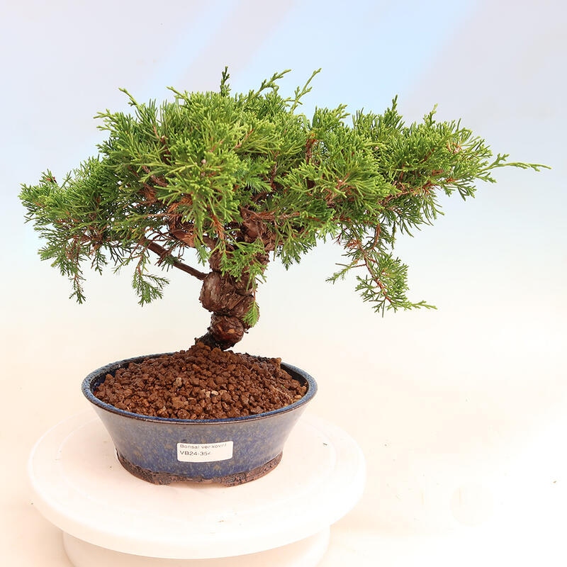 Outdoor bonsai - Juniperus chinensis Itoigawa - Jałowiec chiński