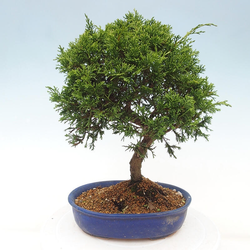 Outdoor bonsai - Juniperus chinensis Itoigawa - Jałowiec chiński