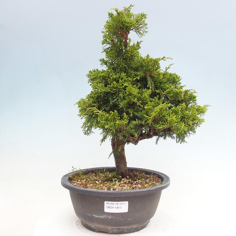 Outdoor bonsai - Juniperus chinensis Itoigawa - Jałowiec chiński