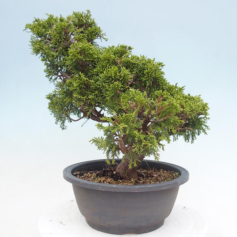 Outdoor bonsai - Juniperus chinensis Itoigawa - Jałowiec chiński