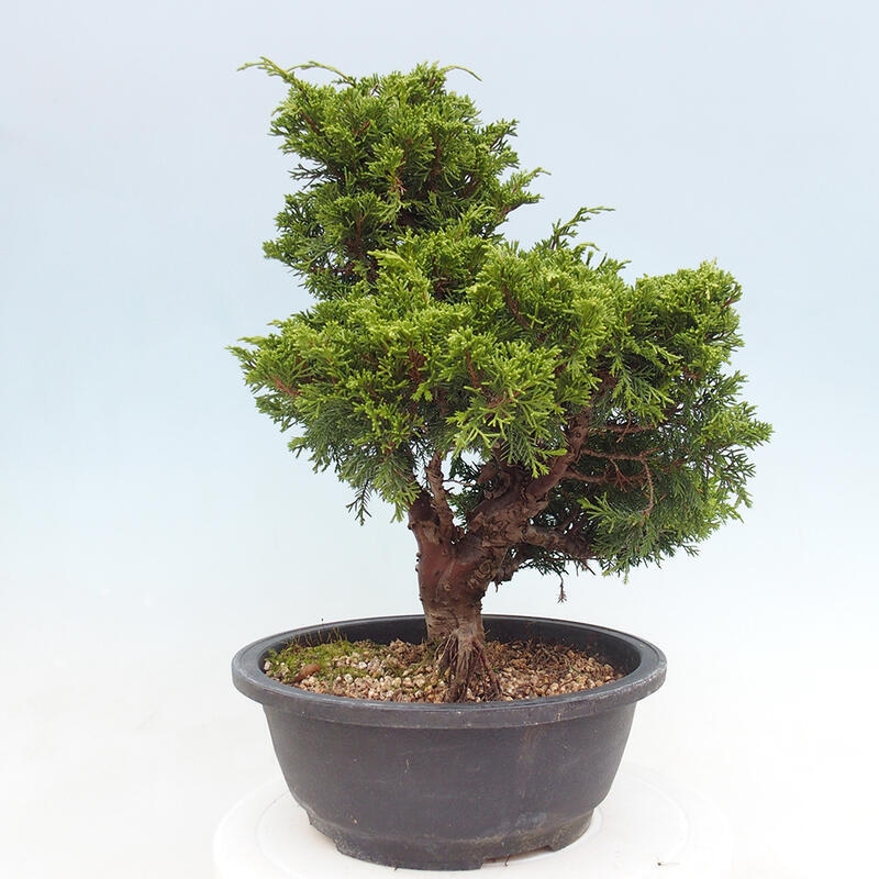 Outdoor bonsai - Juniperus chinensis Itoigawa - Jałowiec chiński