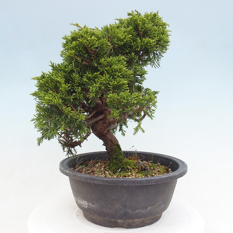 Outdoor bonsai - Juniperus chinensis Itoigawa - Jałowiec chiński