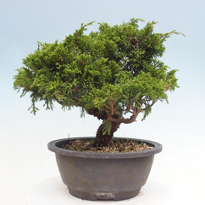 Outdoor bonsai - Juniperus chinensis Itoigawa - Jałowiec chiński