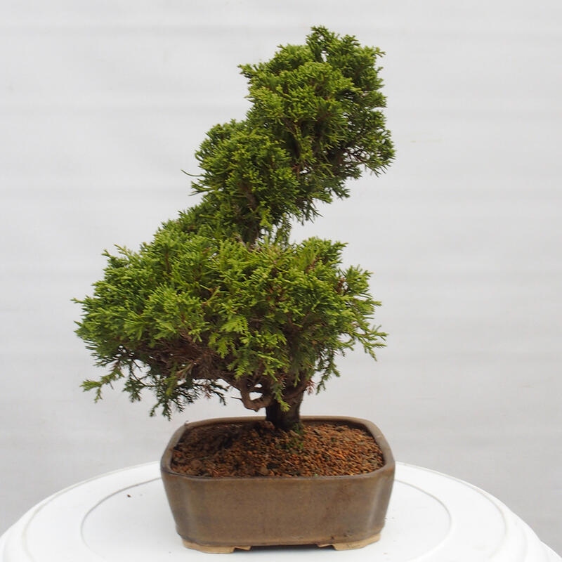 Outdoor bonsai - Juniperus chinensis Itoigawa - Jałowiec chiński