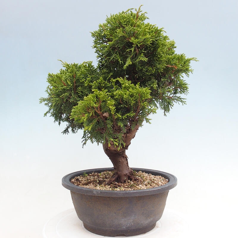 Outdoor bonsai - Juniperus chinensis Itoigawa - Jałowiec chiński