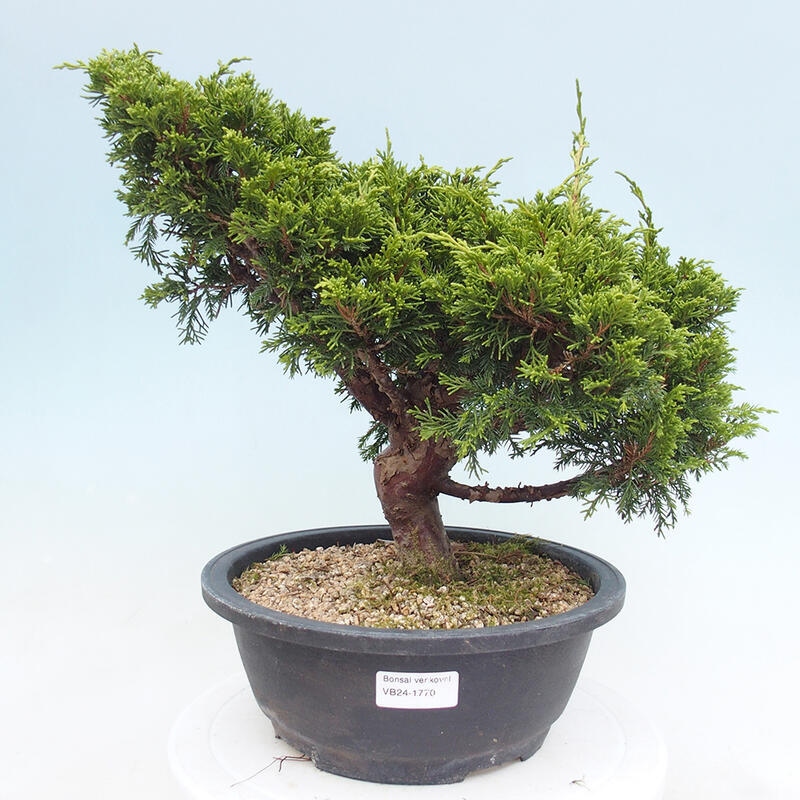 Outdoor bonsai - Juniperus chinensis Itoigawa - Jałowiec chiński