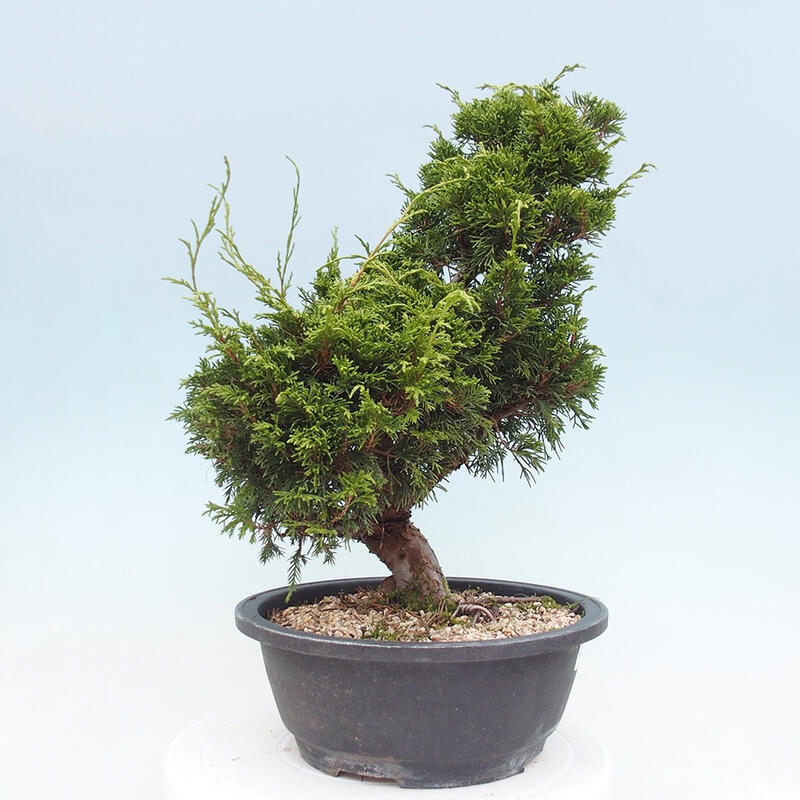 Outdoor bonsai - Juniperus chinensis Itoigawa - Jałowiec chiński