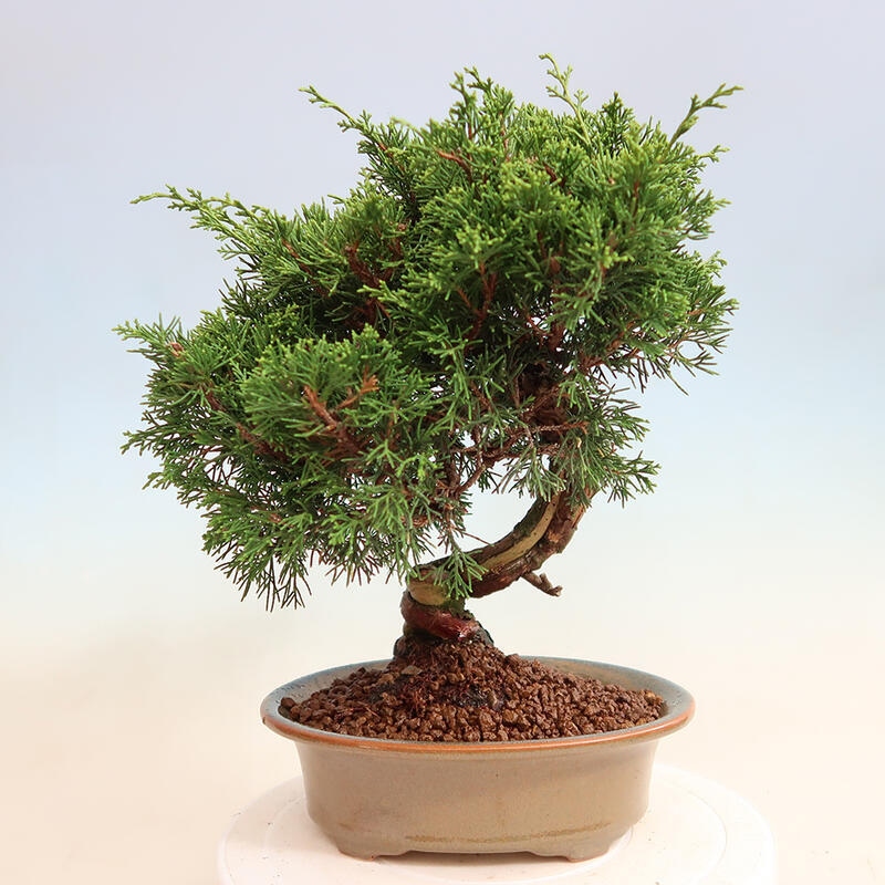 Outdoor bonsai - Juniperus chinensis Itoigawa - Jałowiec chiński