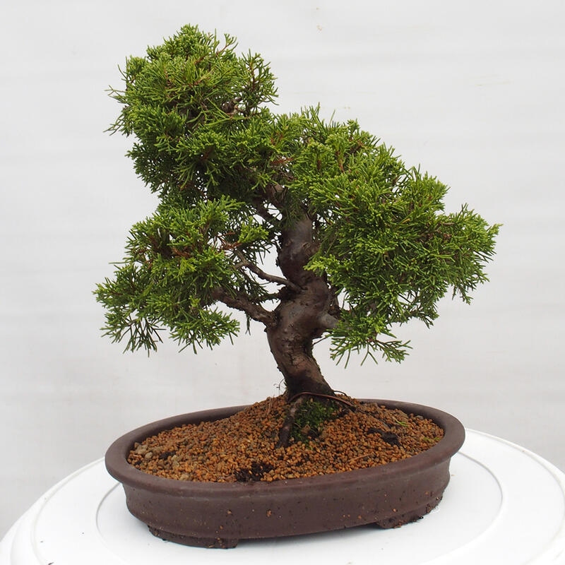 Outdoor bonsai - Juniperus chinensis Itoigawa - Jałowiec chiński