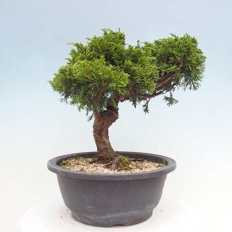 Outdoor bonsai - Juniperus chinensis Itoigawa - Jałowiec chiński