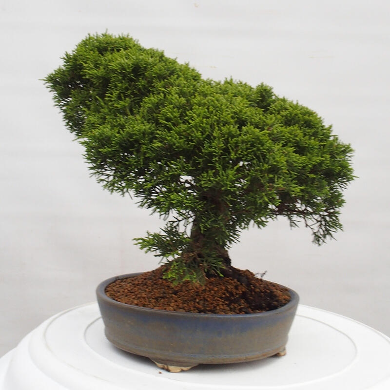 Outdoor bonsai - Juniperus chinensis Itoigawa - Jałowiec chiński