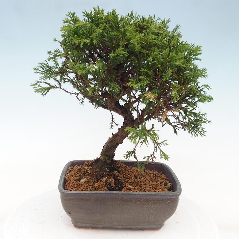 Outdoor bonsai - Juniperus chinensis Itoigawa - Jałowiec chiński