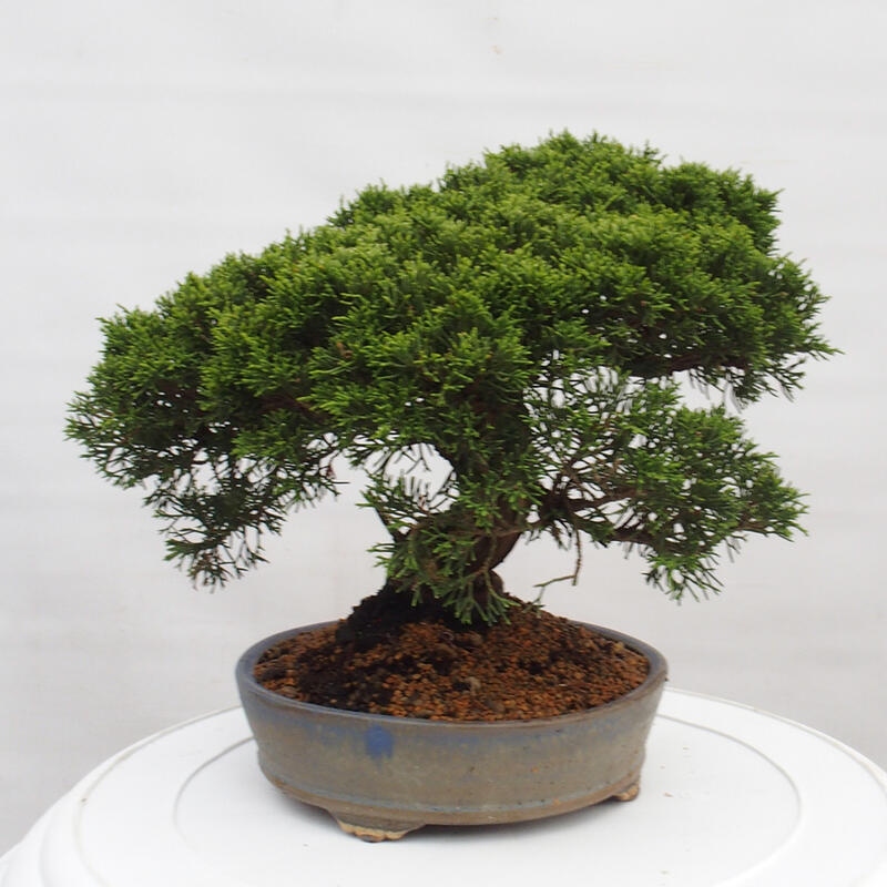 Outdoor bonsai - Juniperus chinensis Itoigawa - Jałowiec chiński