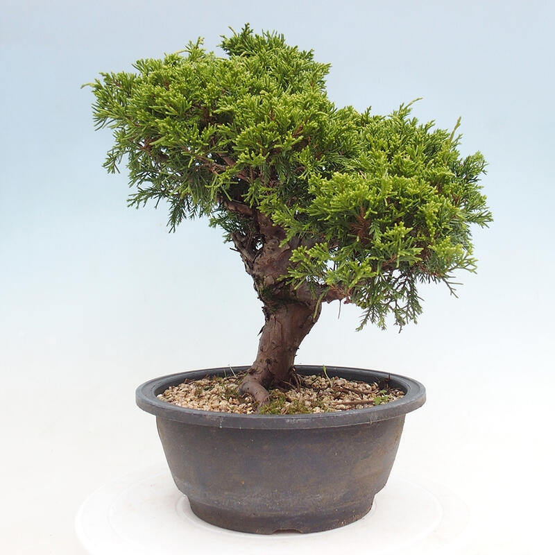 Outdoor bonsai - Juniperus chinensis Itoigawa - Jałowiec chiński