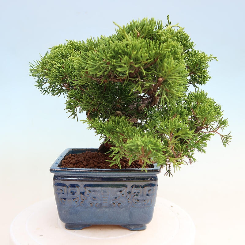 Outdoor bonsai - Juniperus chinensis Itoigawa - Jałowiec chiński