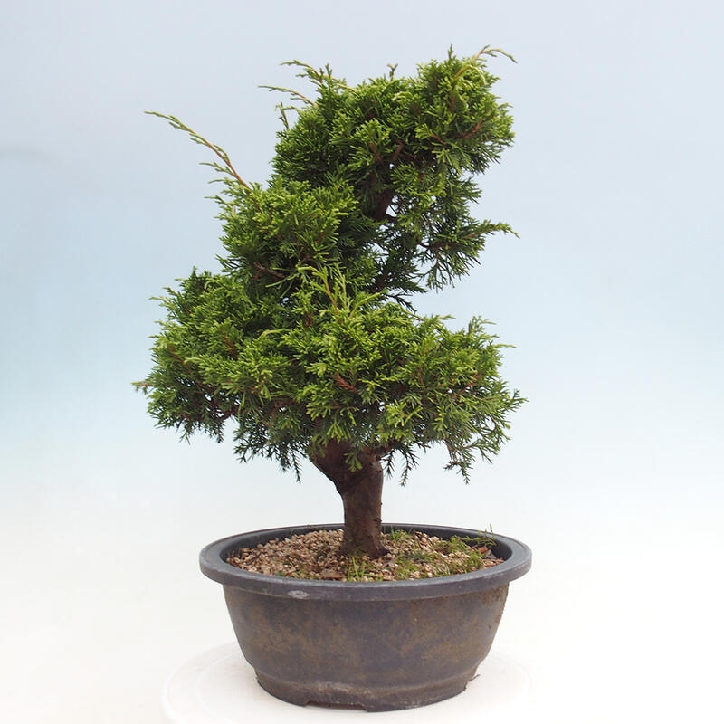 Outdoor bonsai - Juniperus chinensis Itoigawa - Jałowiec chiński