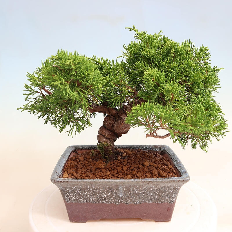 Outdoor bonsai - Juniperus chinensis Itoigawa - Jałowiec chiński