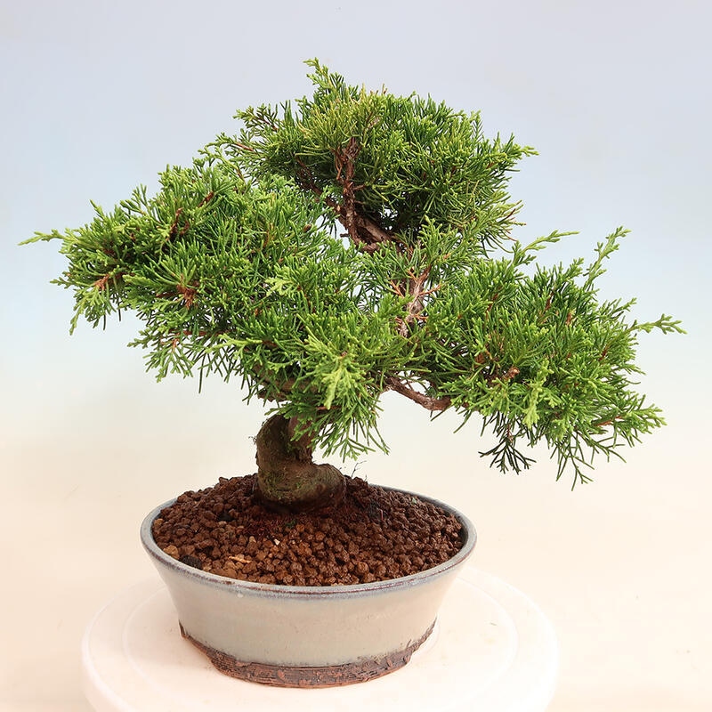 Outdoor bonsai - Juniperus chinensis Itoigawa - Jałowiec chiński