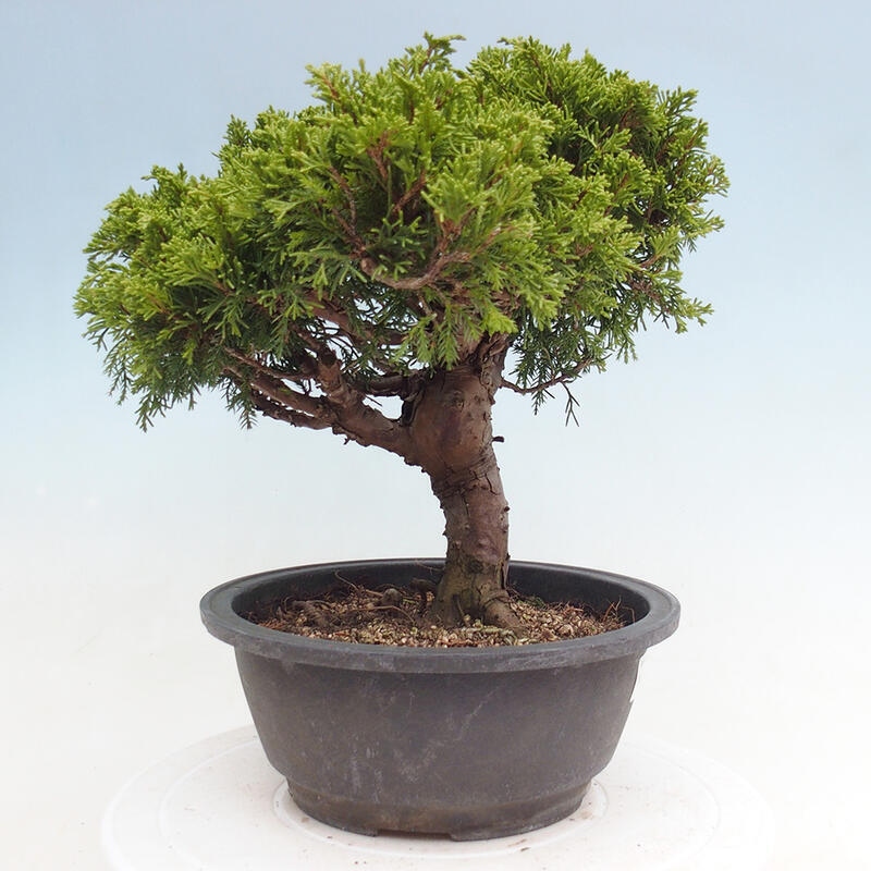 Outdoor bonsai - Juniperus chinensis Itoigawa - Jałowiec chiński