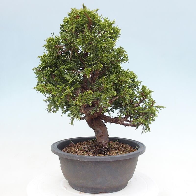 Outdoor bonsai - Juniperus chinensis Itoigawa - Jałowiec chiński