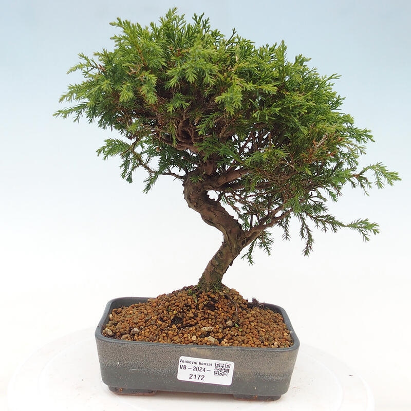 Outdoor bonsai - Juniperus chinensis Itoigawa - Jałowiec chiński