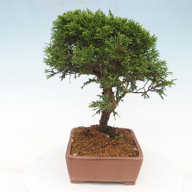 Outdoor bonsai - Juniperus chinensis Itoigawa - Jałowiec chiński