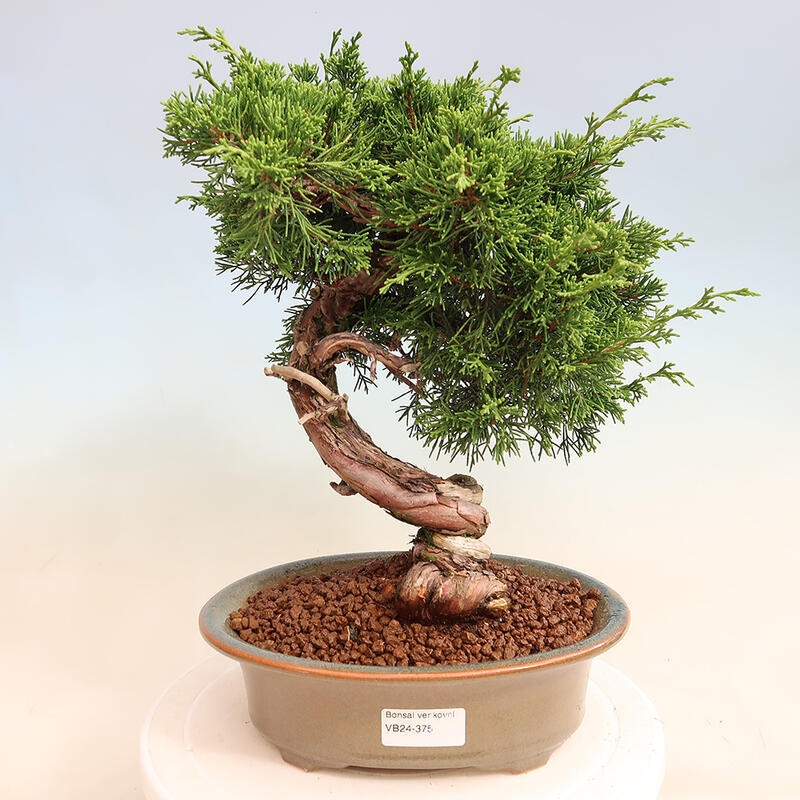 Outdoor bonsai - Juniperus chinensis Itoigawa - Jałowiec chiński