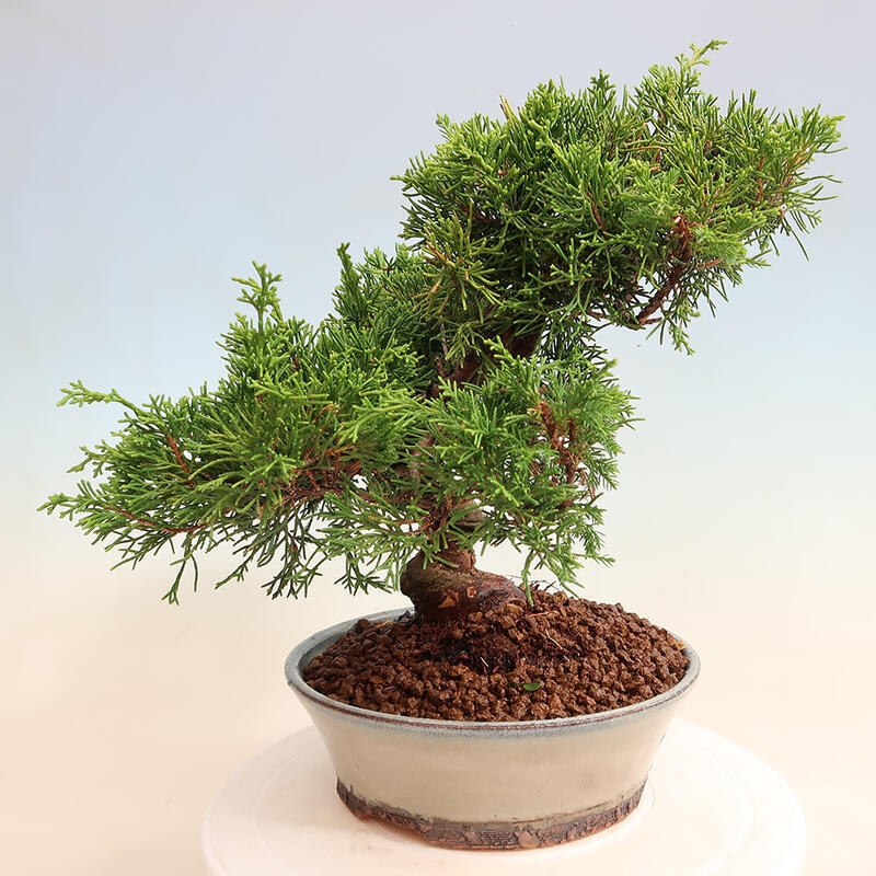 Outdoor bonsai - Juniperus chinensis Itoigawa - Jałowiec chiński