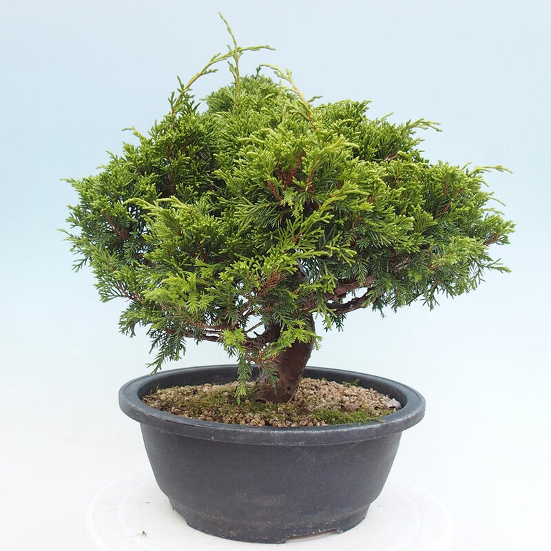 Outdoor bonsai - Juniperus chinensis Itoigawa - Jałowiec chiński