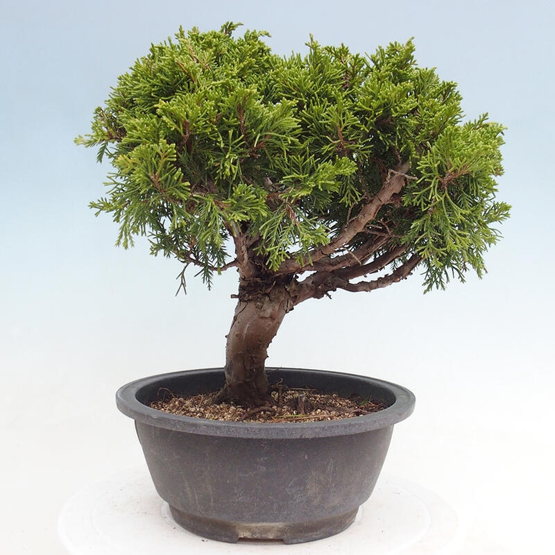 Outdoor bonsai - Juniperus chinensis Itoigawa - Jałowiec chiński