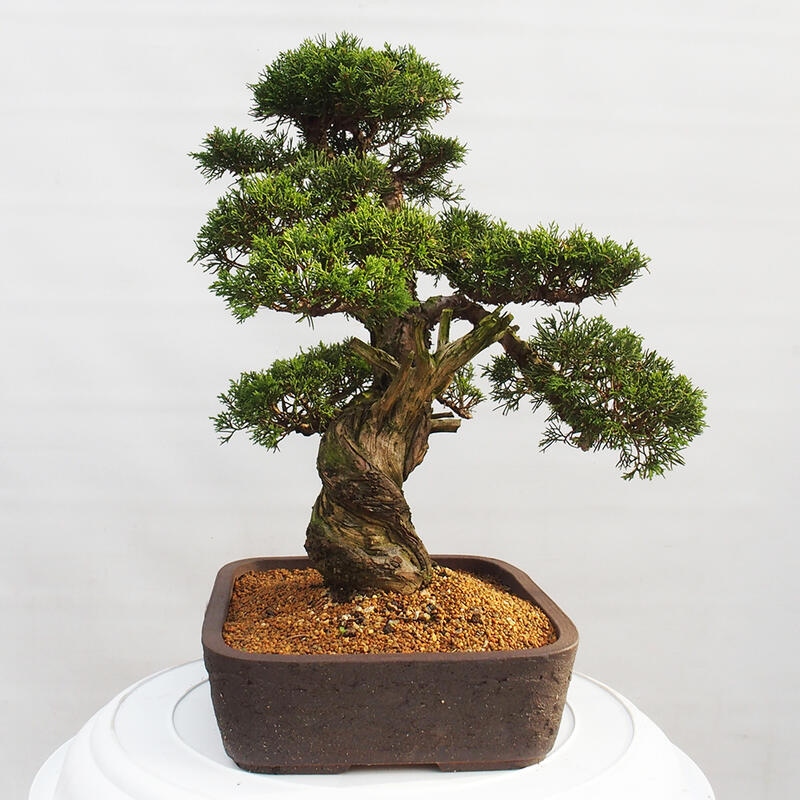 Outdoor bonsai - Juniperus chinensis Itoigawa - Jałowiec chiński