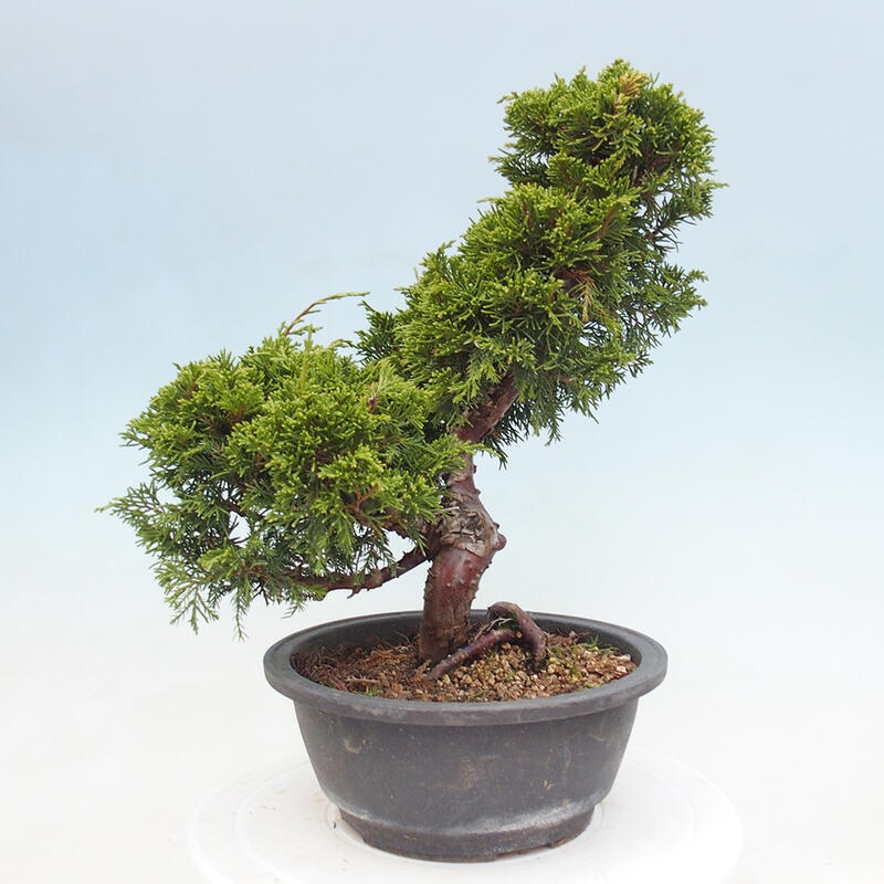 Outdoor bonsai - Juniperus chinensis Itoigawa - Jałowiec chiński