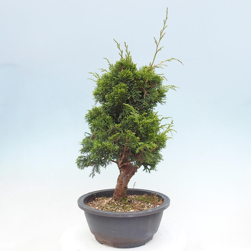 Outdoor bonsai - Juniperus chinensis Itoigawa - Jałowiec chiński