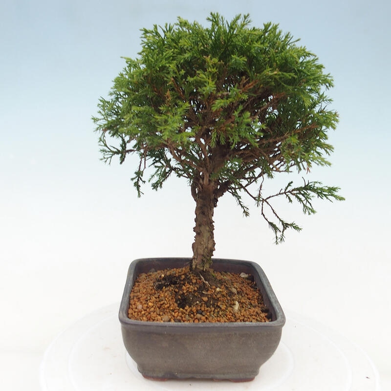 Outdoor bonsai - Juniperus chinensis Itoigawa - Jałowiec chiński