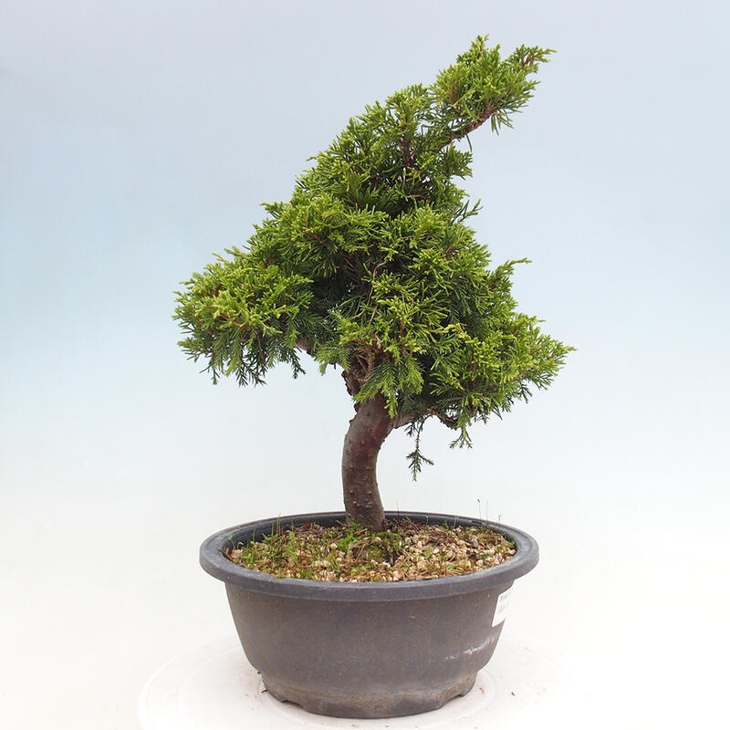 Outdoor bonsai - Juniperus chinensis Itoigawa - Jałowiec chiński