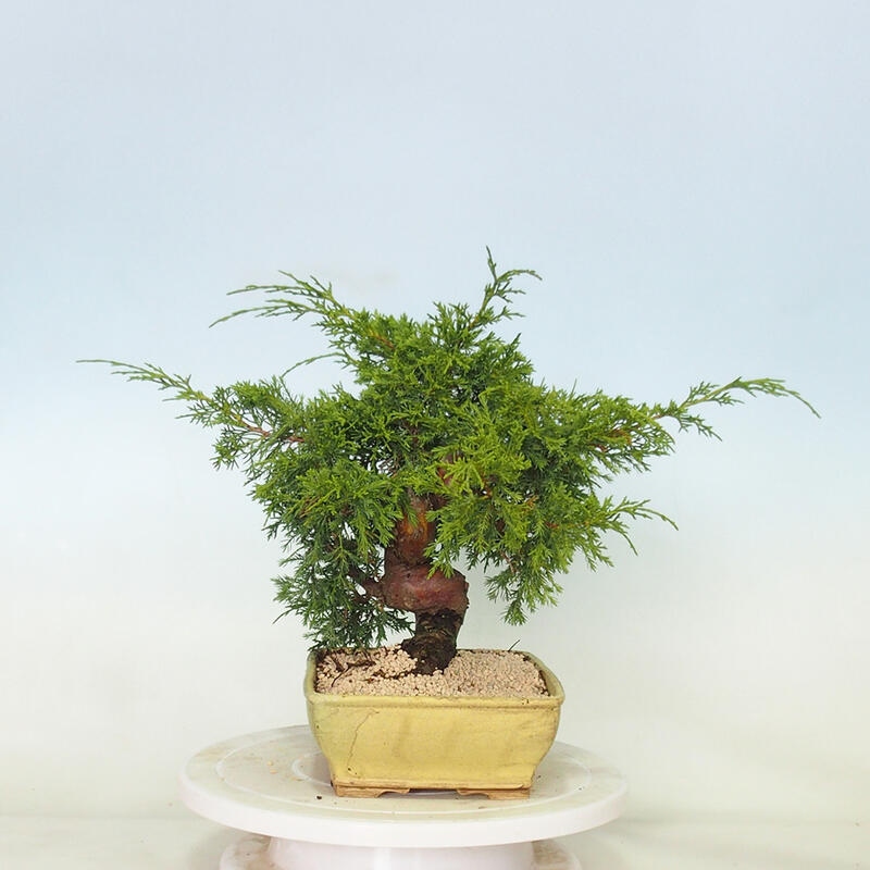 Outdoor bonsai - Juniperus chinensis Itoigawa - Jałowiec chiński