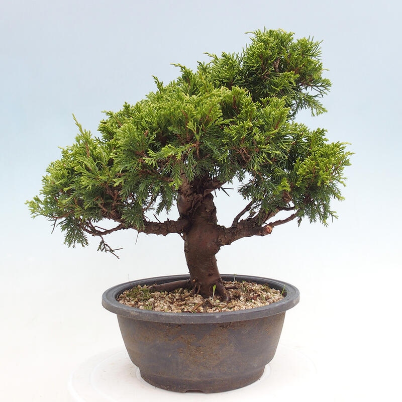 Outdoor bonsai - Juniperus chinensis Itoigawa - Jałowiec chiński