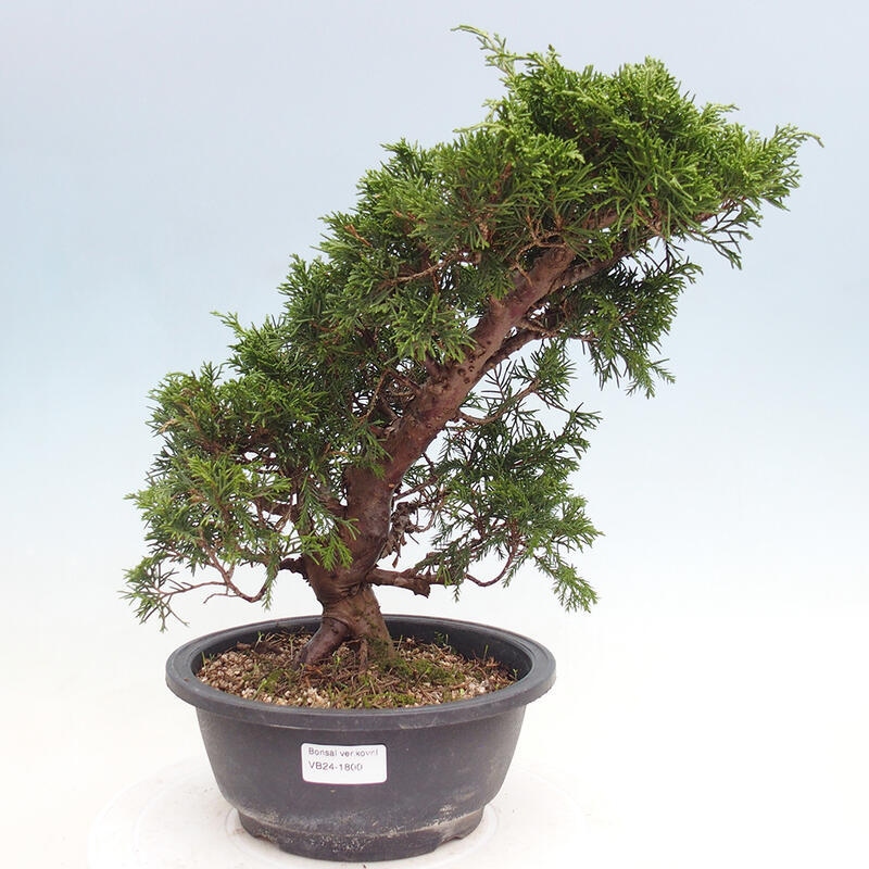 Outdoor bonsai - Juniperus chinensis Itoigawa - Jałowiec chiński