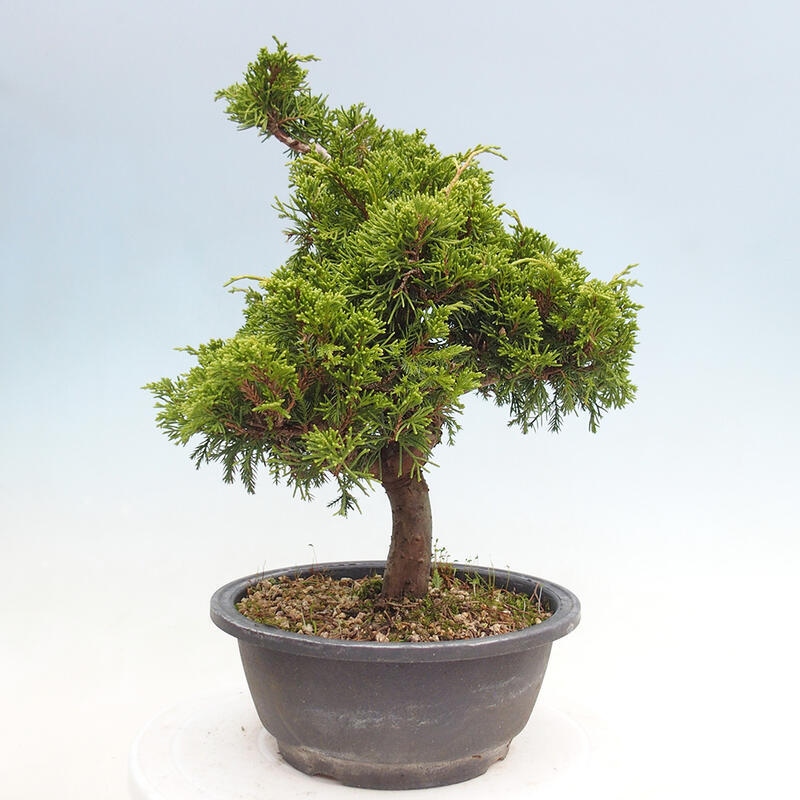 Outdoor bonsai - Juniperus chinensis Itoigawa - Jałowiec chiński