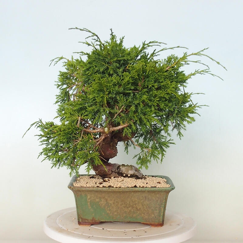 Outdoor bonsai - Juniperus chinensis Itoigawa - Jałowiec chiński